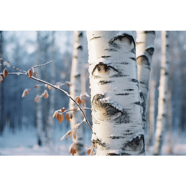 Birch Tree Winter Canvas